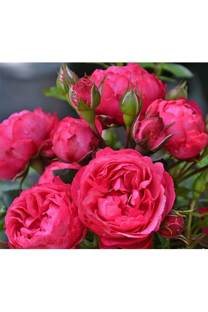 English rose on the trunk King Arthur(red)